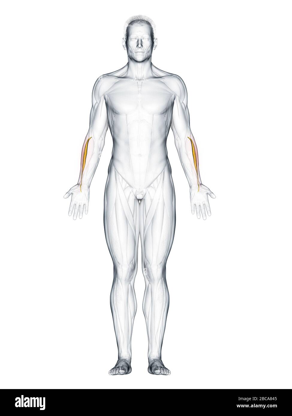 Extensor carpi radialis brevis muscle, illustration. Stock Photo