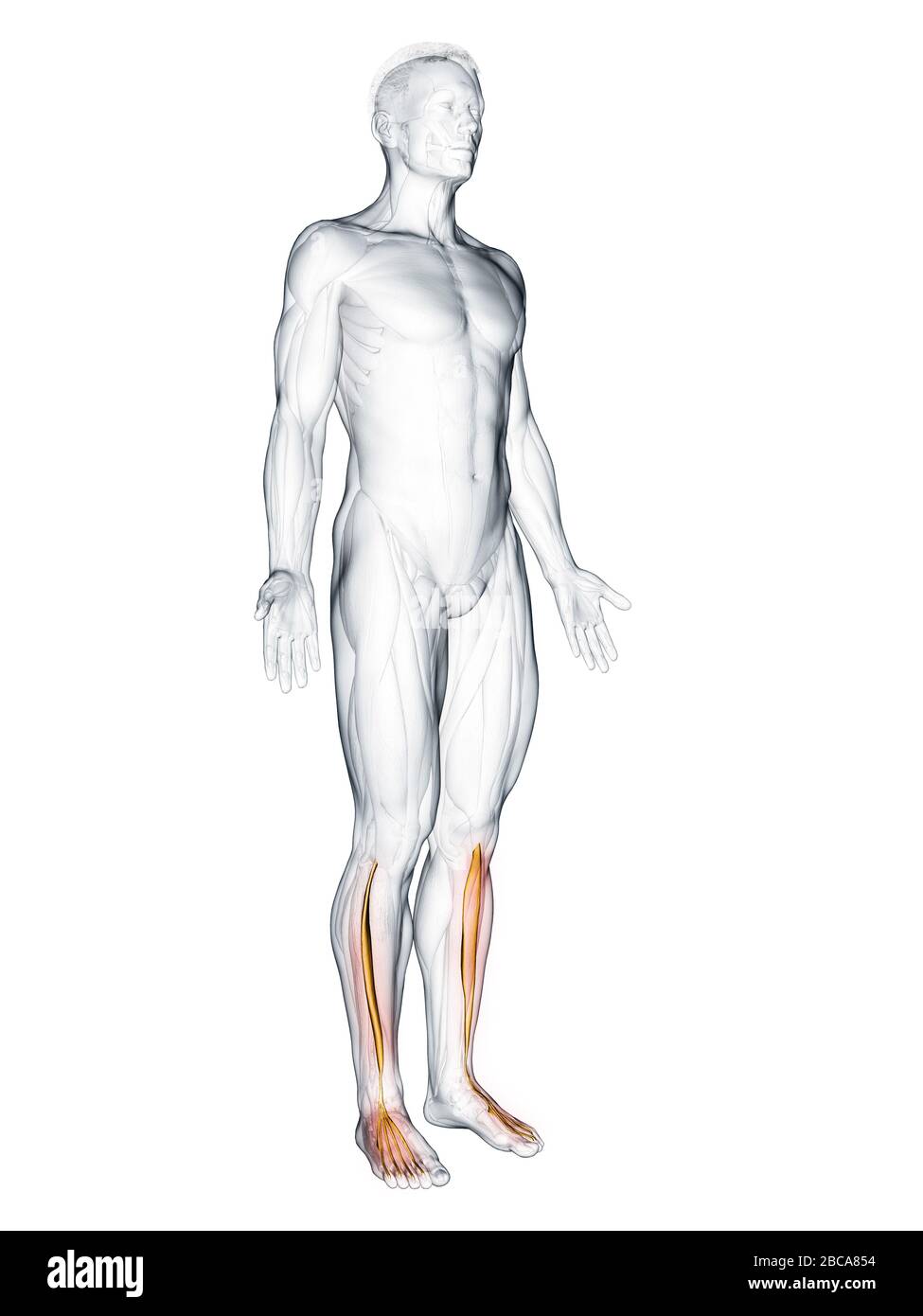 Extensor digitorum longus muscle, illustration Stock Photo - Alamy