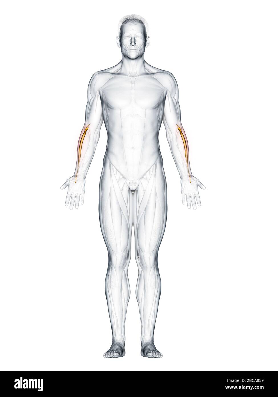 Extensor carpi radialis longus muscle, illustration. Stock Photo