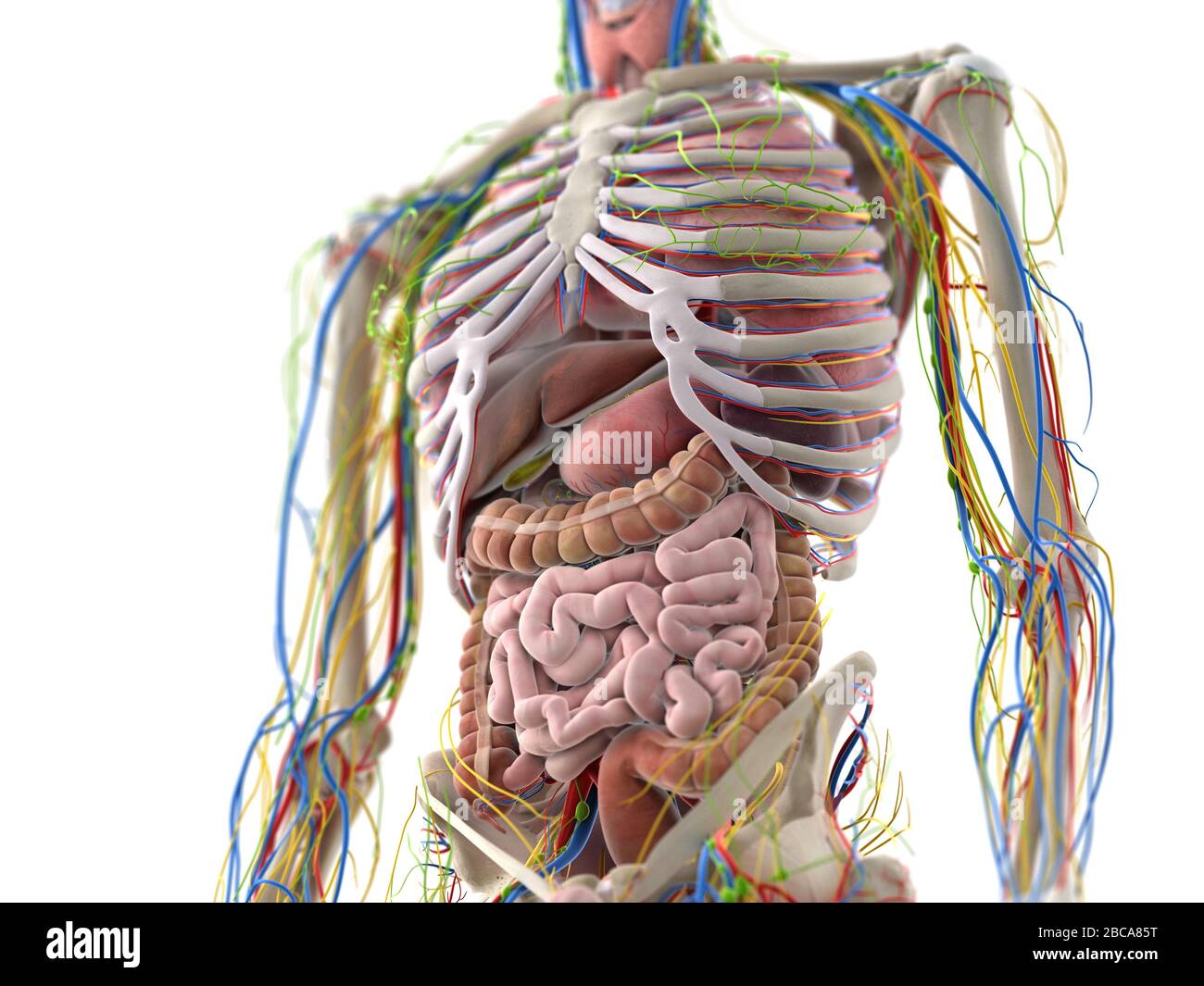 Abdominal Internal Organs Anatomy