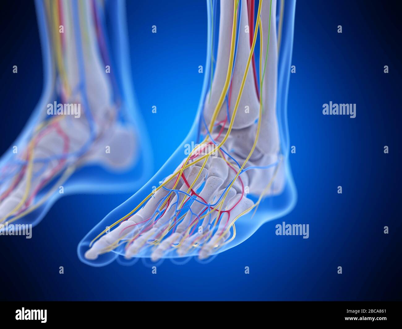 Foot anatomy, illustration Stock Photo Alamy
