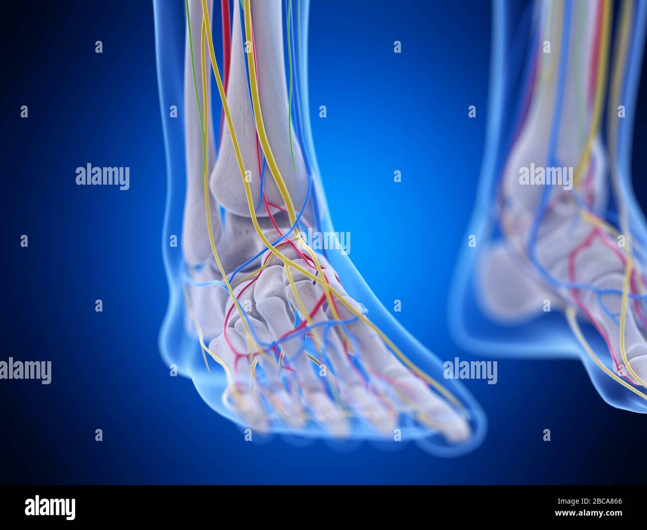 Foot anatomy, illustration Stock Photo Alamy