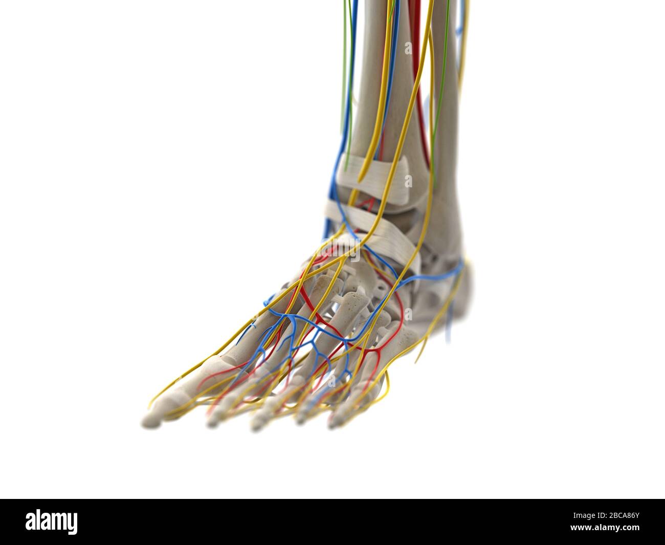 Nerves Foot High Resolution Stock Photography and Images Alamy