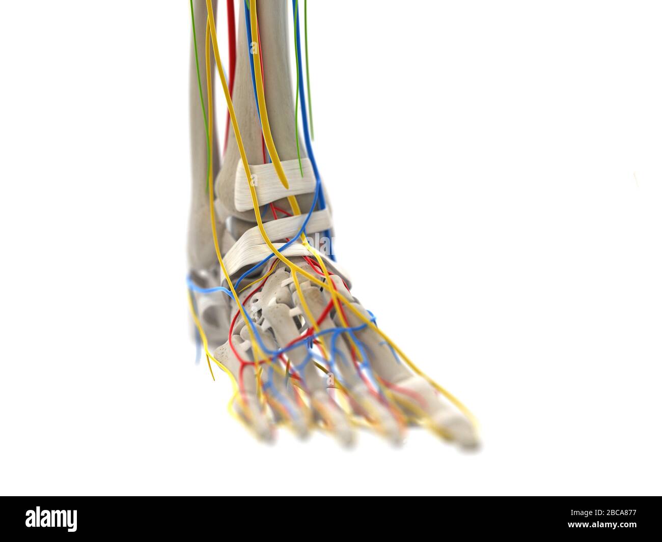 Veins arteries foot hires stock photography and images Alamy
