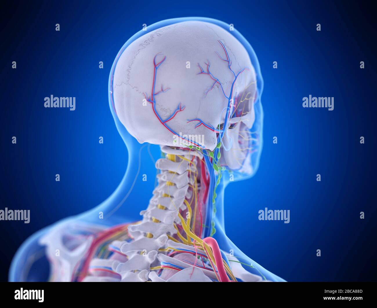 Head Anatomy Illustration Stock Photo Alamy