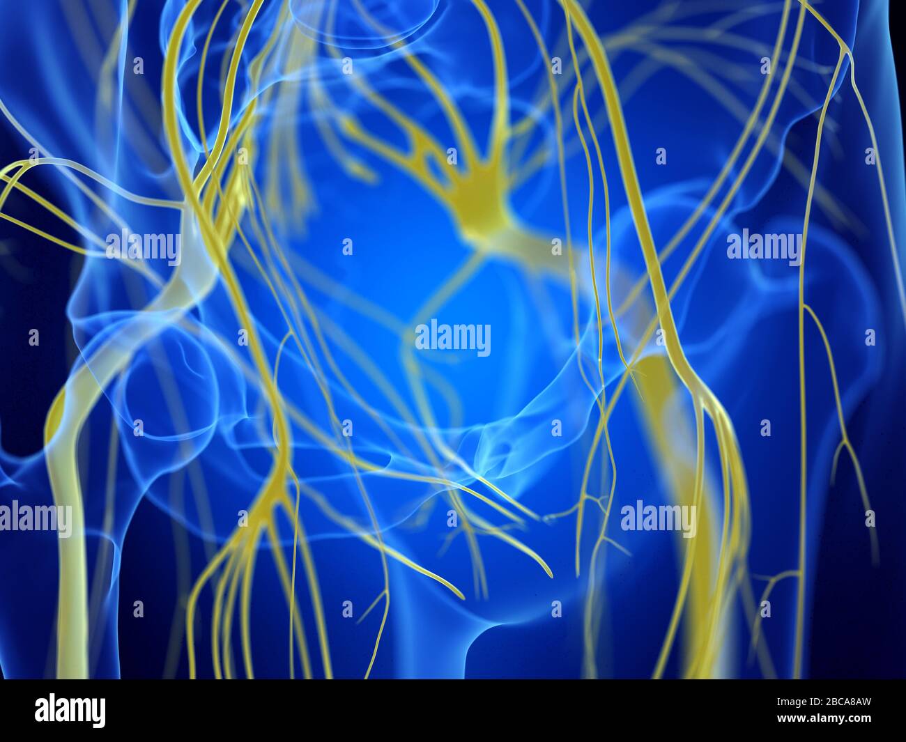 Sciatic nerves, illustration Stock Photo Biology Diagrams