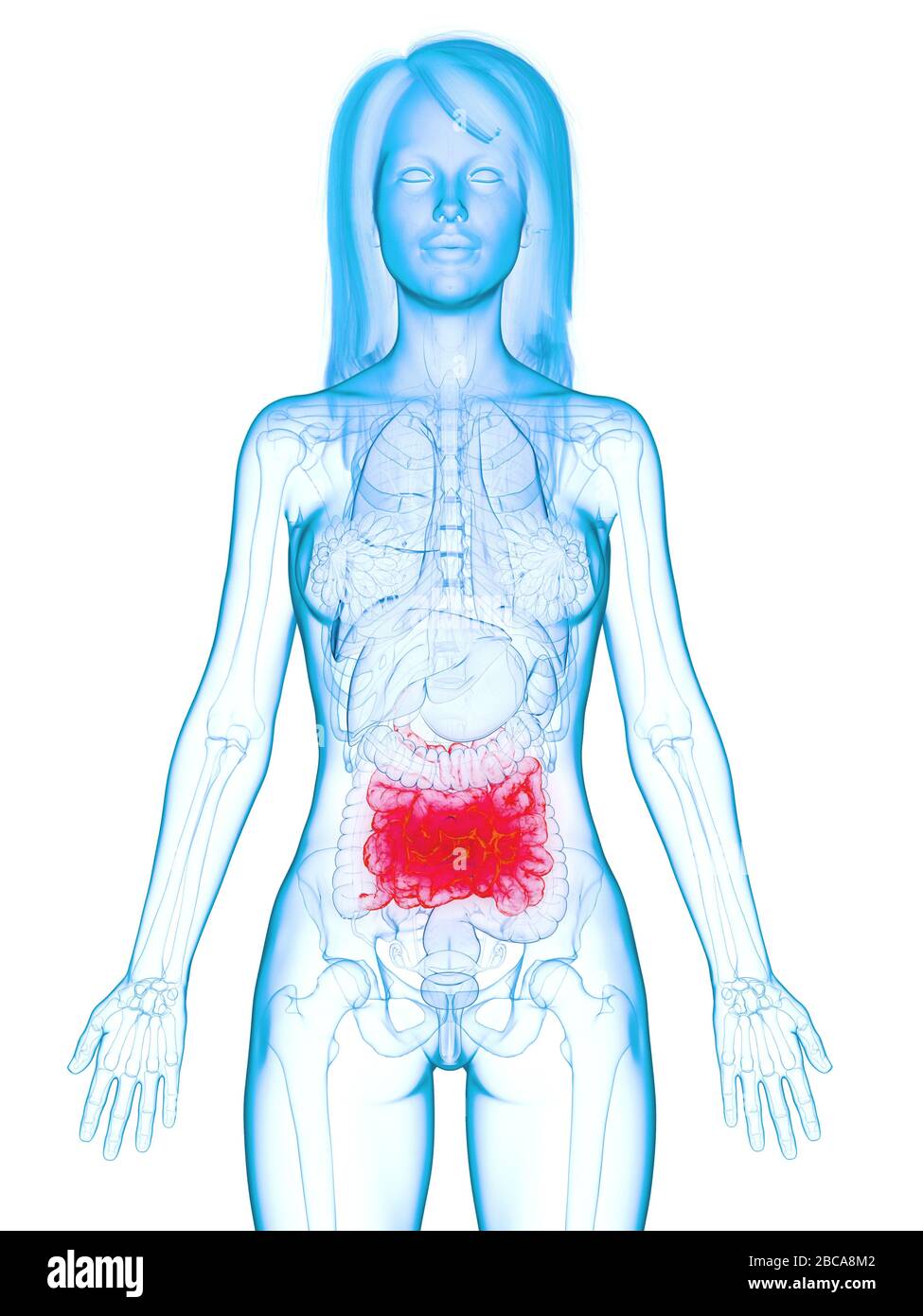 Small Intestine Injury Bowel injury Cut Out Stock Images & Pictures - Alamy