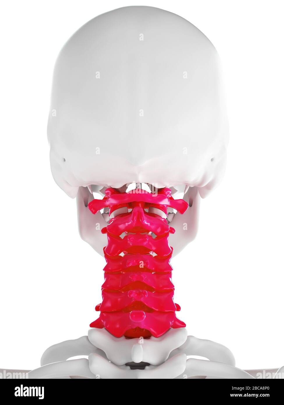 Cervical spine, illustration Stock Photo - Alamy