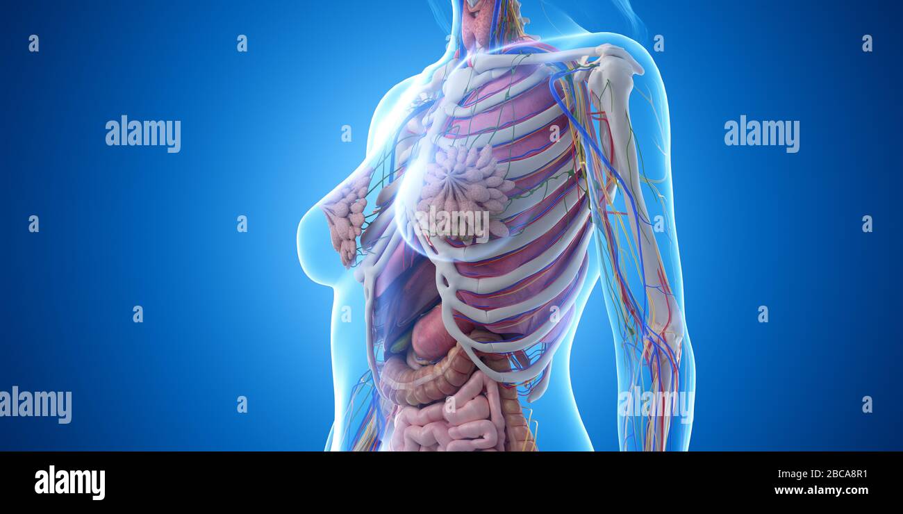 Female thorax anatomy, illustration Stock Photo - Alamy