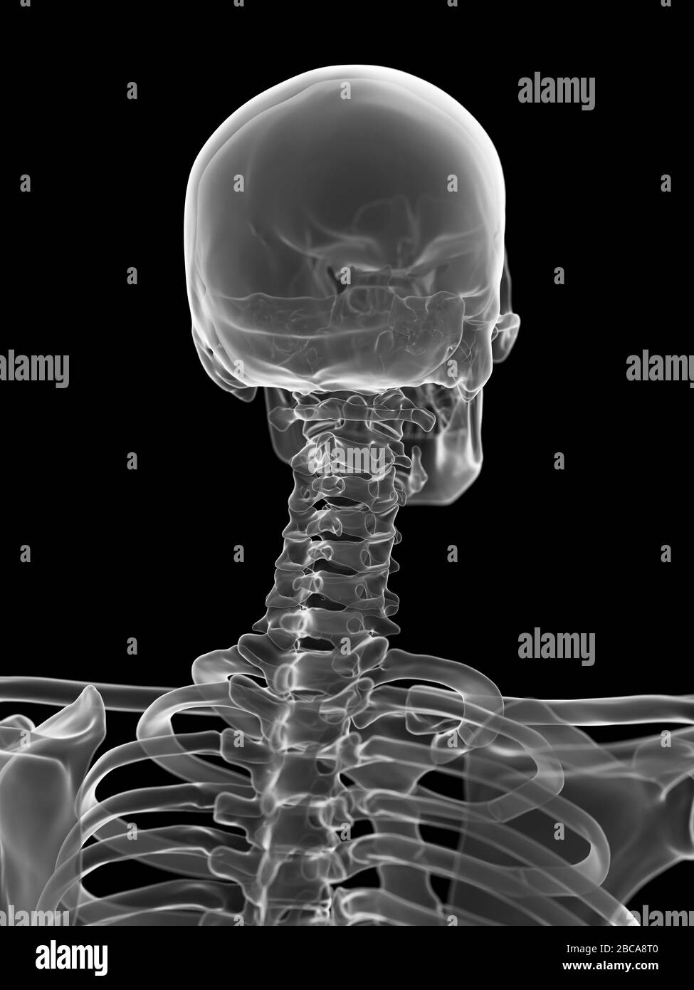 Cervical vertebrae Black and White Stock Photos & Images - Alamy