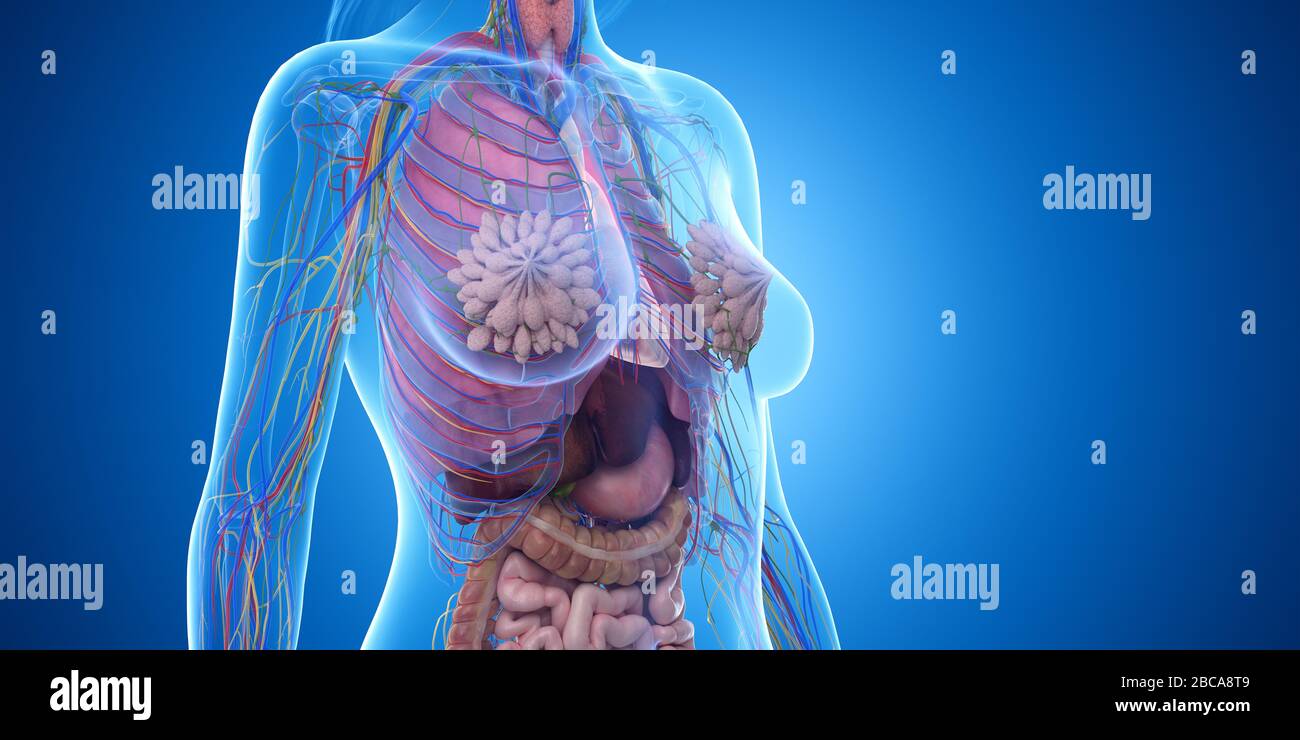 Female thorax anatomy hi-res stock photography and images - Alamy Female thorax anatomy hi-res stock photography and images - Alamy