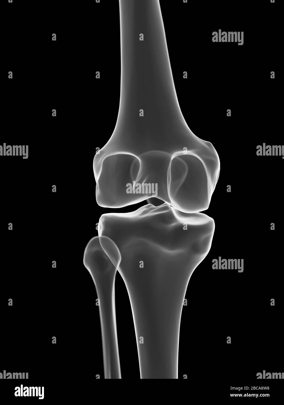 Knee joint, illustration Stock Photo - Alamy