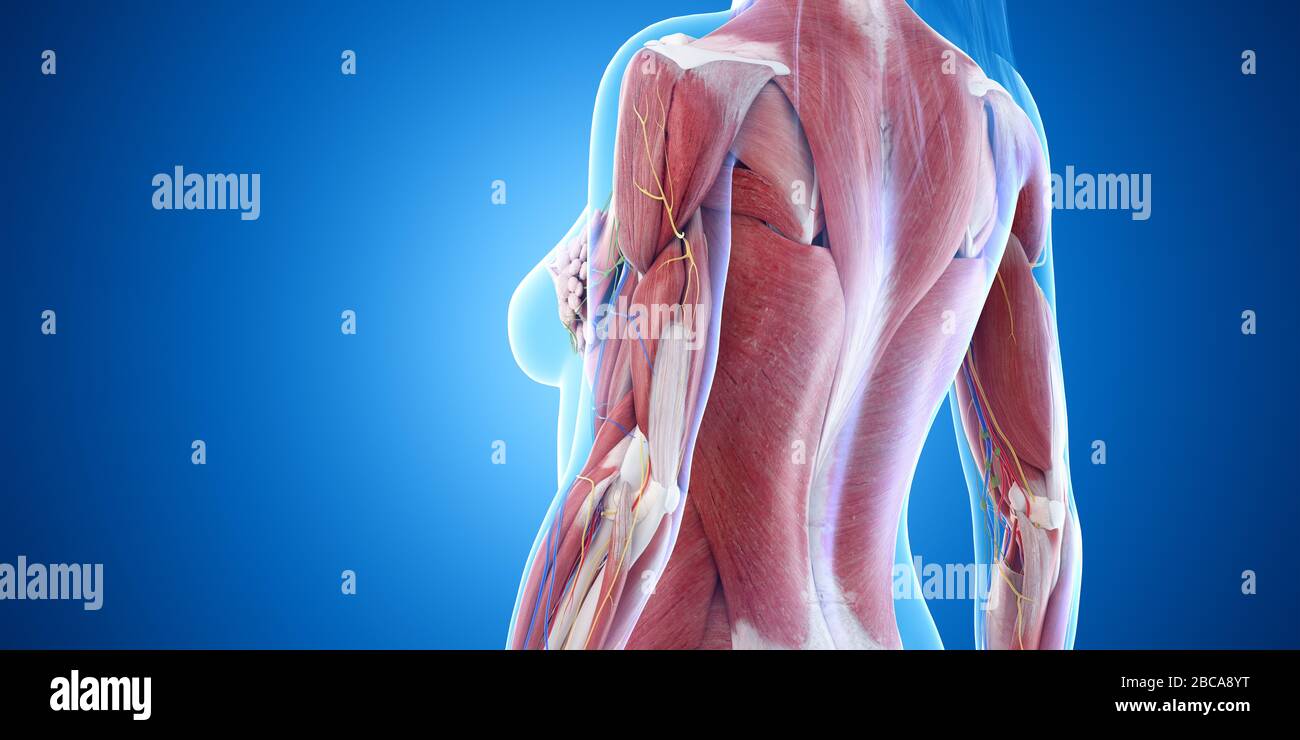 Upper Body Muscles Images – Browse 221,404 Stock Photos, Vectors, and Video