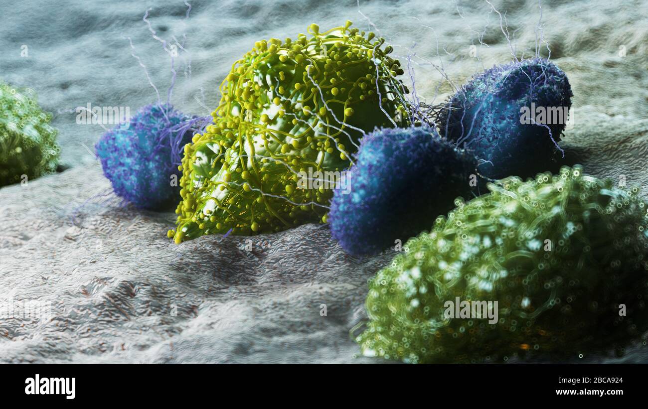 Cancer cell being attacked by leukocytes, illustration Stock Photo - Alamy
