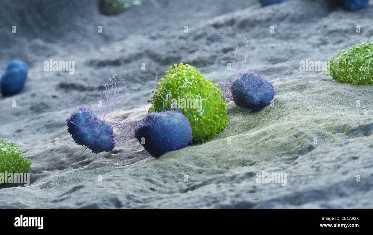 Cancer cell being attacked by leukocytes, illustration Stock Photo - Alamy