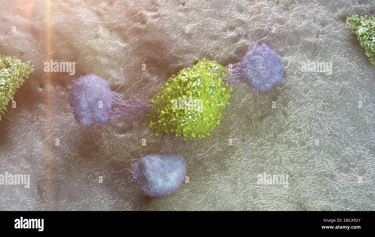 Cancer cell being attacked by leukocytes, illustration Stock Photo - Alamy