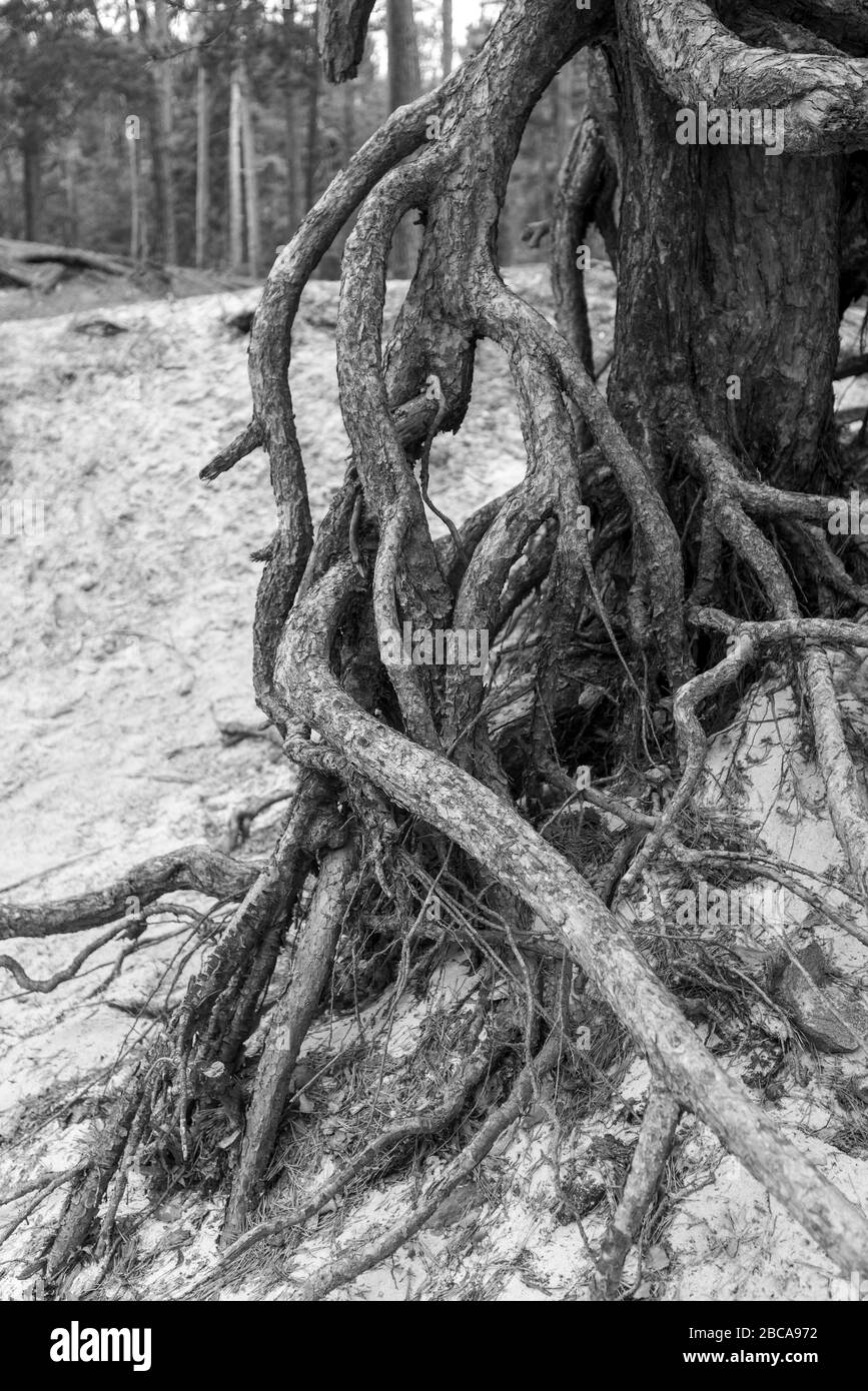 original photography photo of plant roots Root of Life 3 black and white print