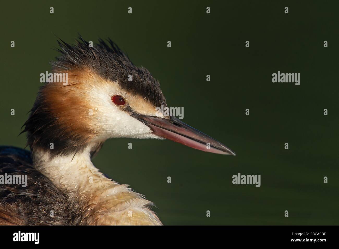 Great crested grebe, London Stock Photo