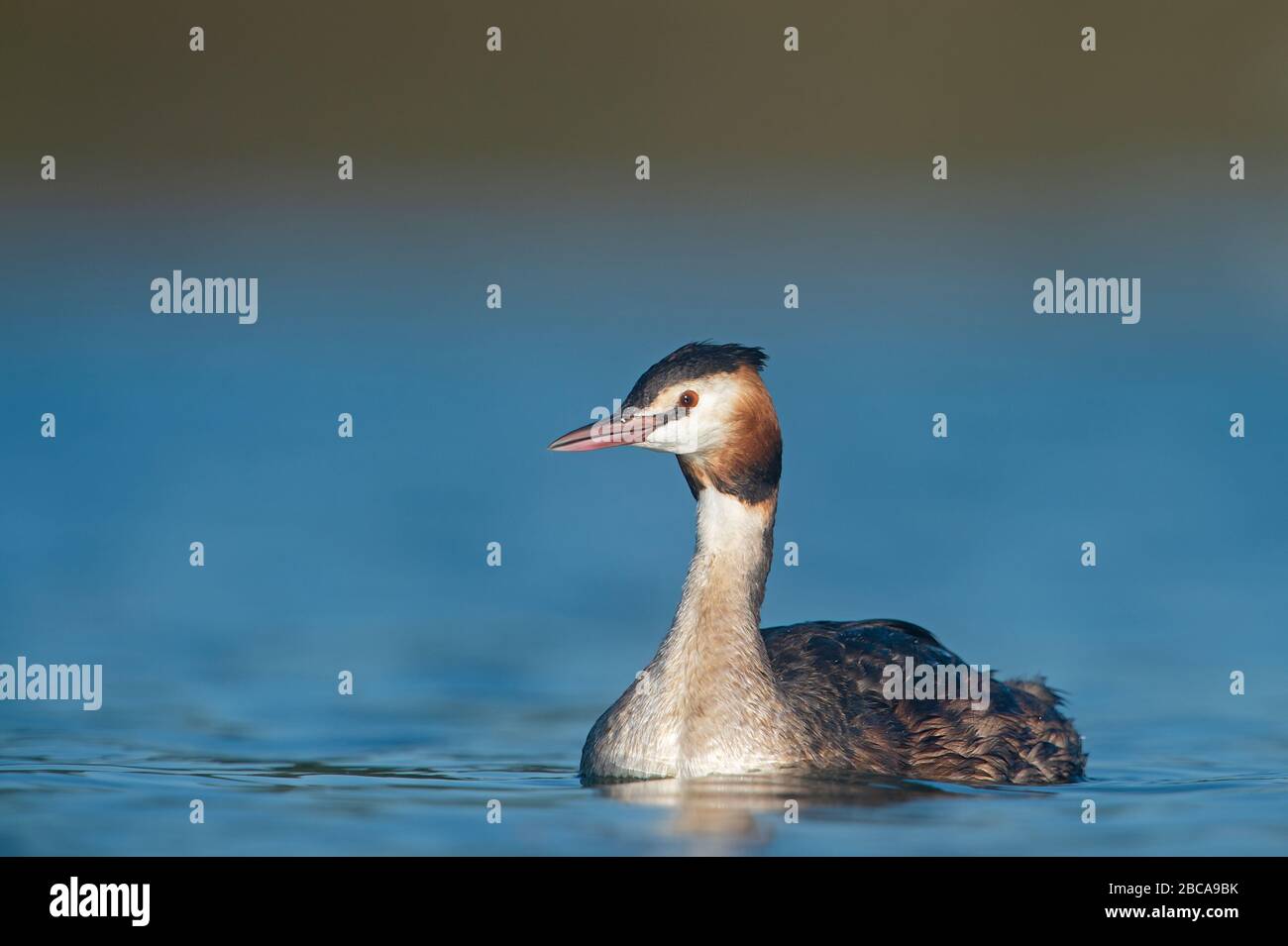 Great crested grebe, London Stock Photo
