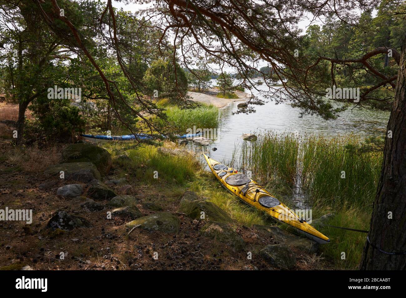 Wild garlic growing on a forest floor