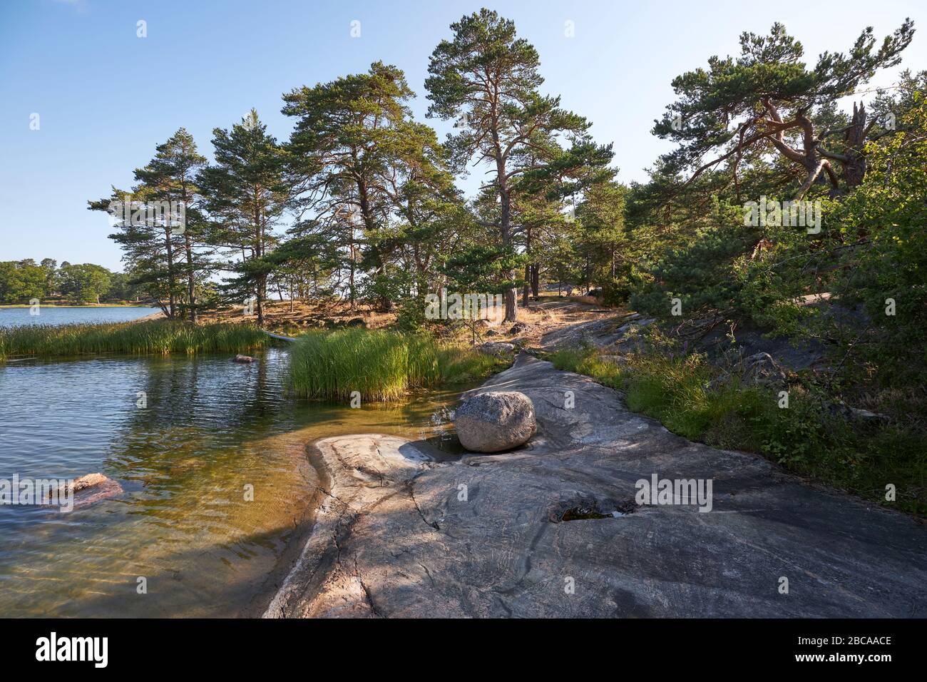 Seal swimming in the Baltic Sea