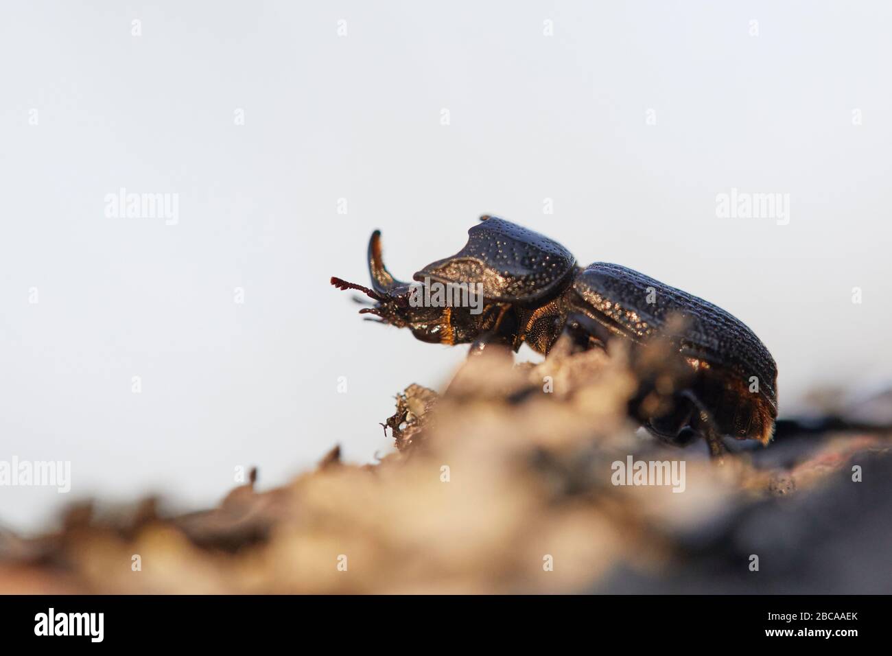 rhinoceros stag beetle, Sinodendron cylindricum Stock Photo
