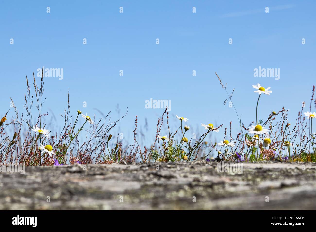 Sweden, Östergötaland, St. Anna, archipelago, flowers on rocks Stock Photo