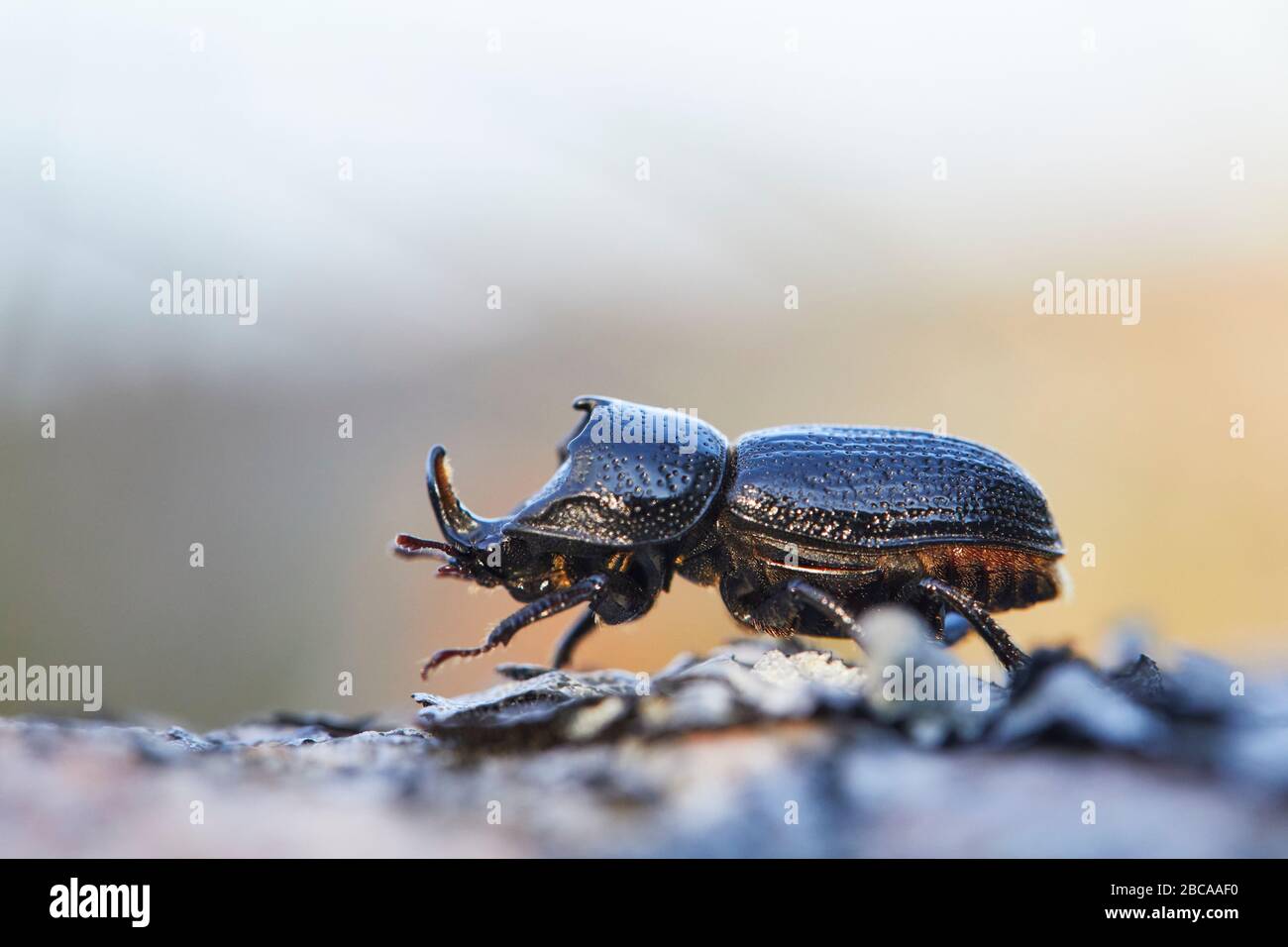 rhinoceros stag beetle, Sinodendron cylindricum Stock Photo