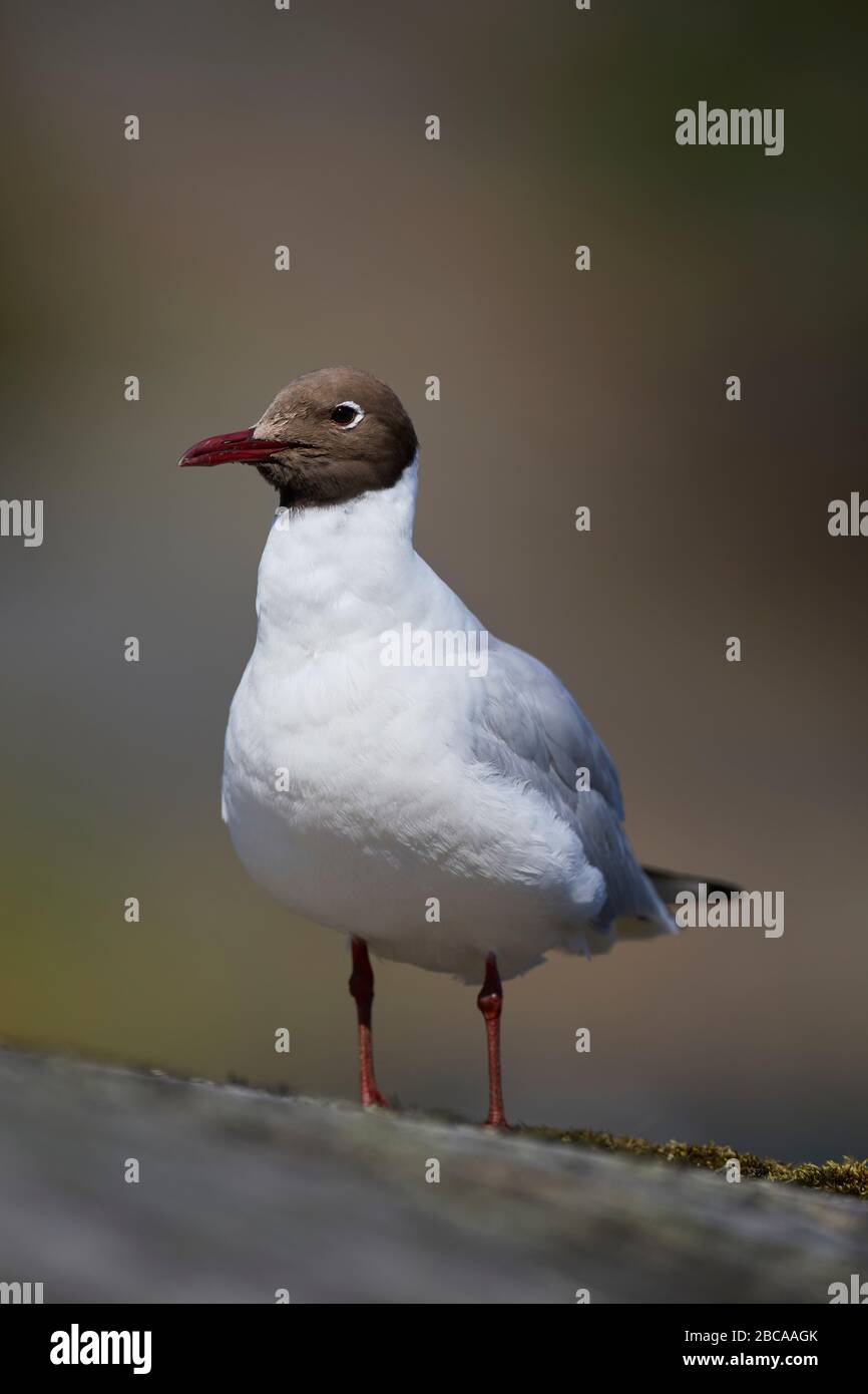 Black-headed Gull, Chroicocephalus ridibundus, summer dress Stock Photo