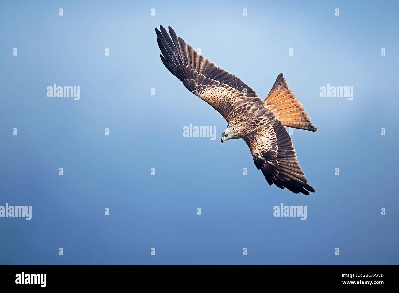 Red kites, Watlington, Oxforshire, UK Stock Photo Alamy