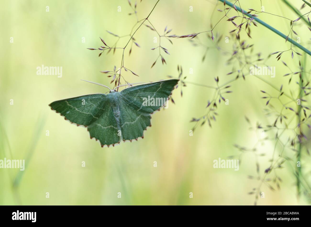 butterfly, Sussex emerald, Thalera fimbrialis Stock Photo