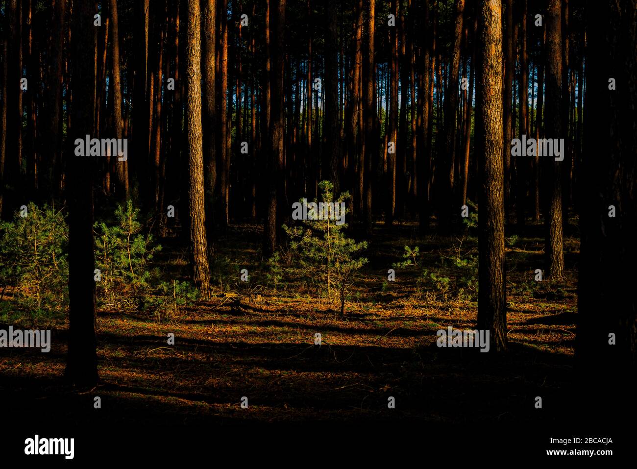 sunrise in the forest with small pine trees in the sunlight Stock Photo ...