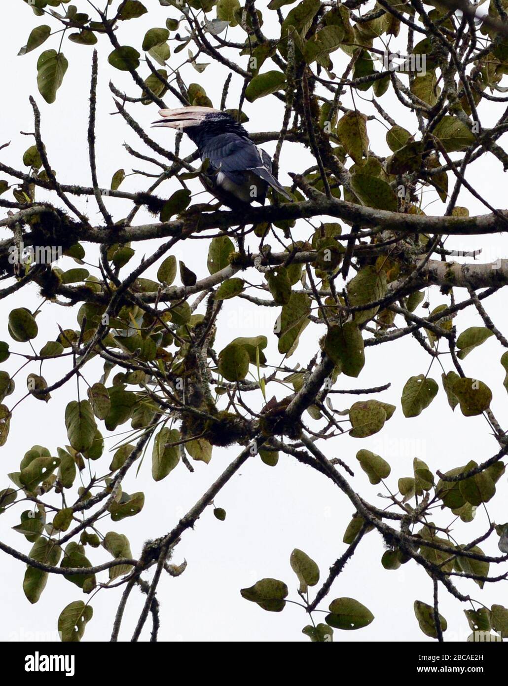 Silvery-cheeked hornbill in Ethiopia. Stock Photo