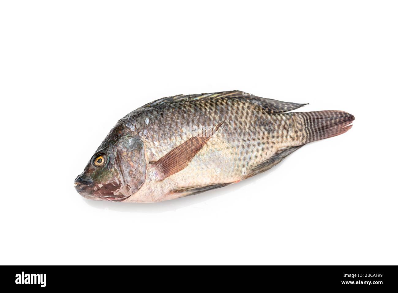 Fish Tilapia High Resolution Stock Photography And Images Page 8 Alamy