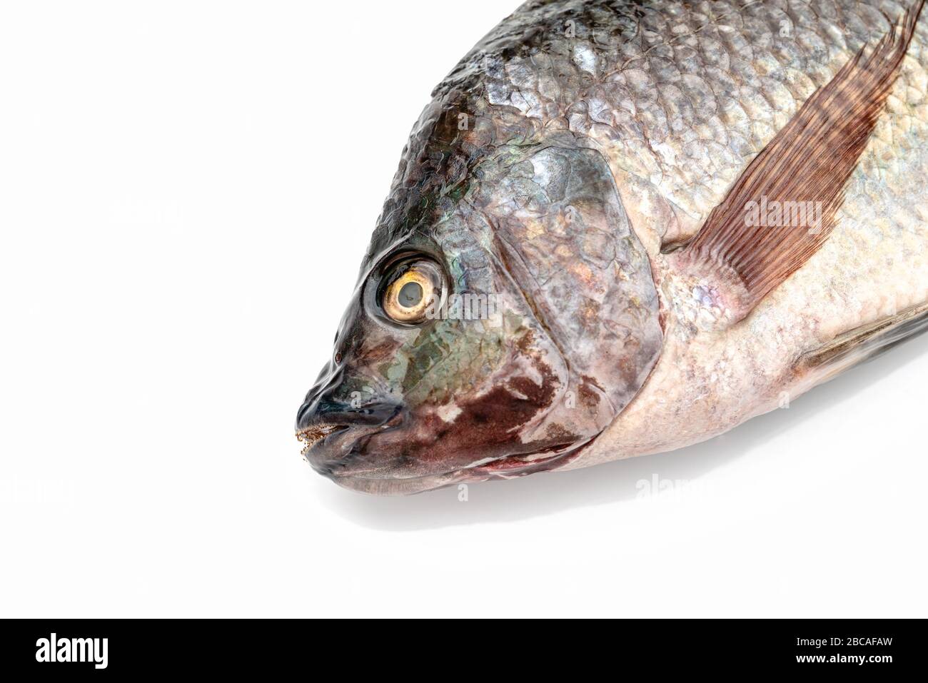 Fish Tilapia High Resolution Stock Photography And Images Page 8 Alamy