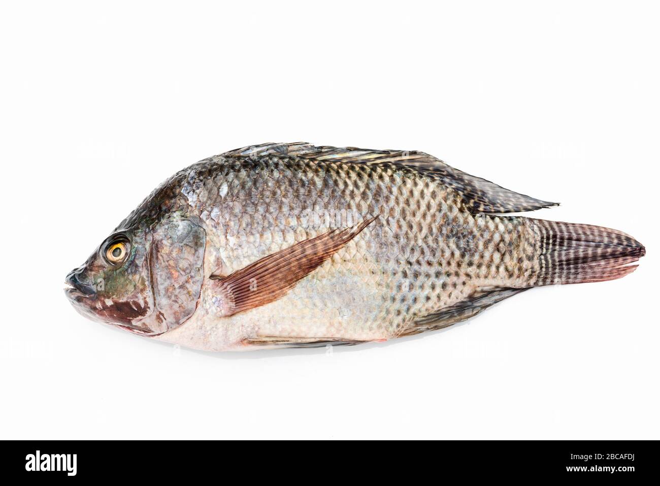 Nile tilapia fish isolated on white background. Stock Photo