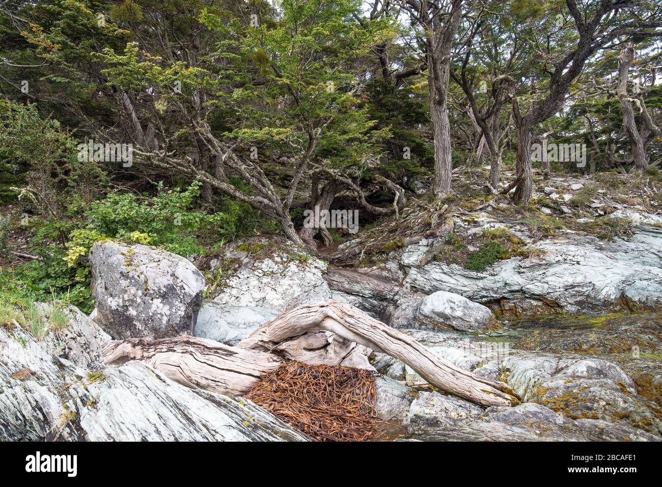 Tierra Del Fuego National Park and Southern Beech Trees Stock Photo