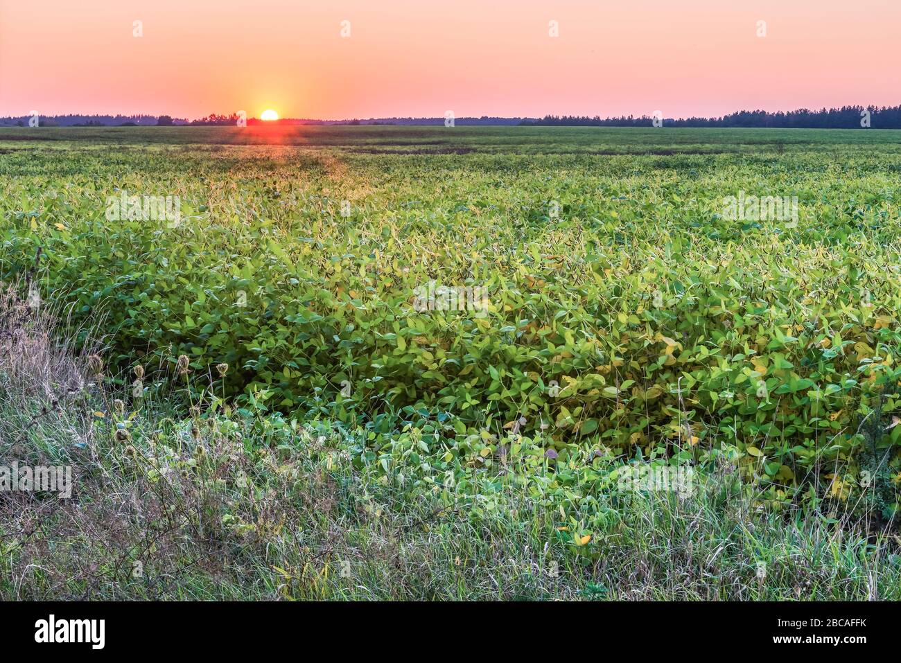 View of a soy bean field before the sunset. Agriculture production concept Stock Photo