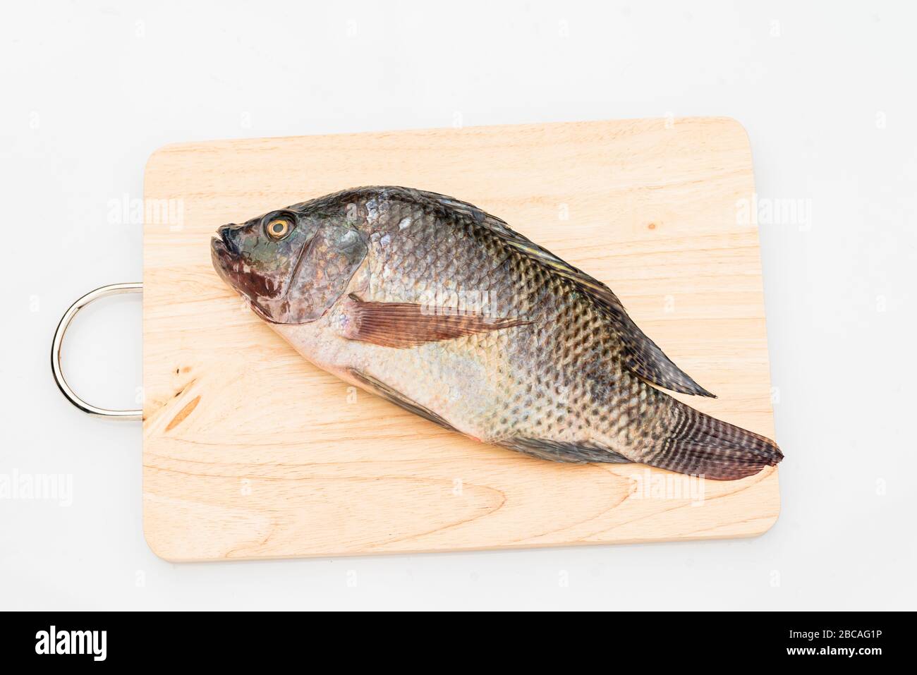 Nile tilapia fish isolated on white background. Stock Photo