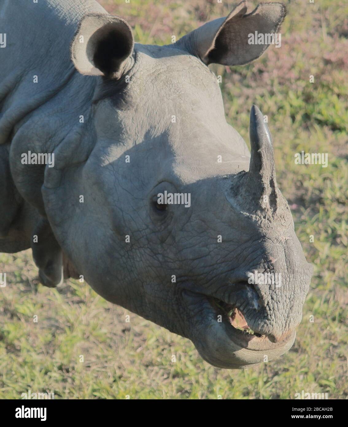 One horned rhino terai hires stock photography and images Alamy