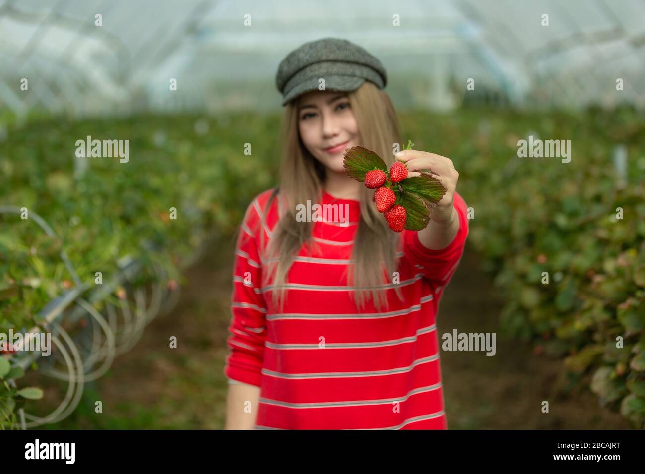 A beautiful woman picking the strawberries in the plant Stock Photo - Alamy