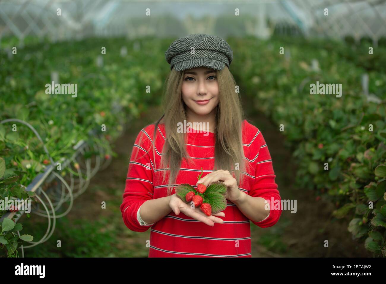 A beautiful woman picking the strawberries in the plant Stock Photo - Alamy