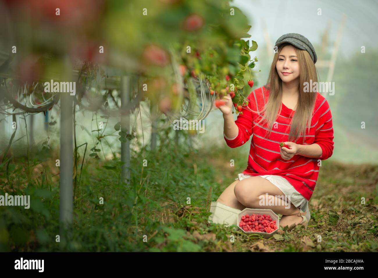 A beautiful woman picking the strawberries in the plant Stock Photo - Alamy