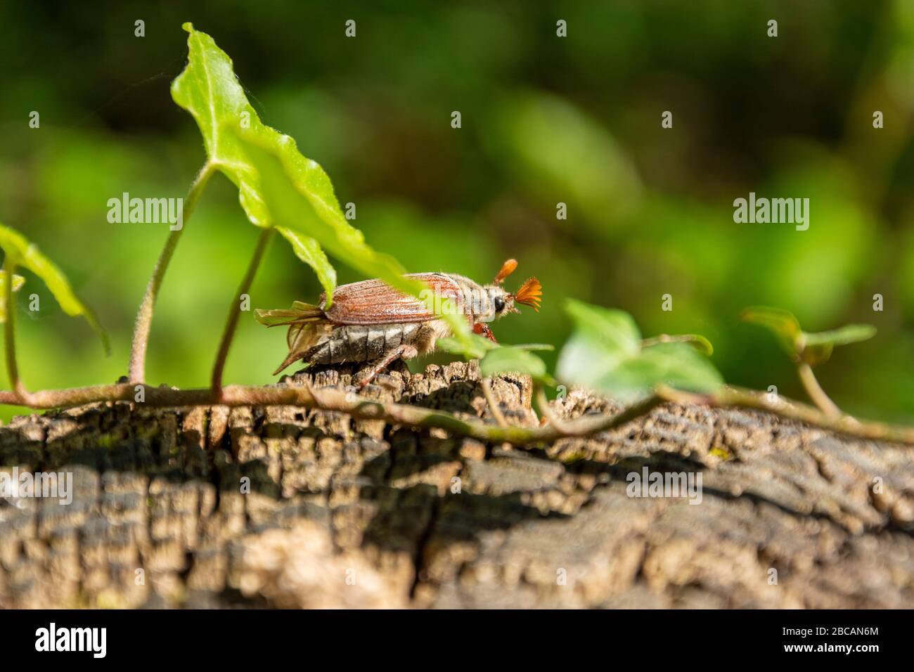 Cockchafer (Melolontha) Stock Photo