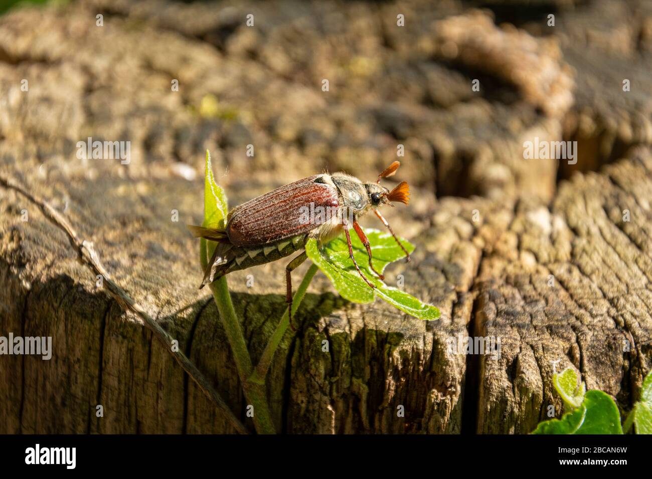 Cockchafer (Melolontha) Stock Photo