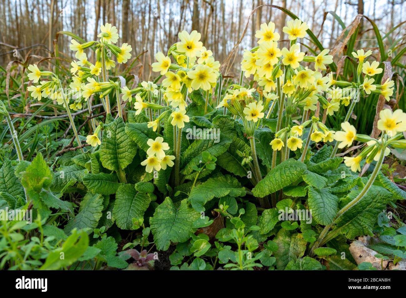 Cowslip (Primula veris) a species of primula (Primula). Stock Photo