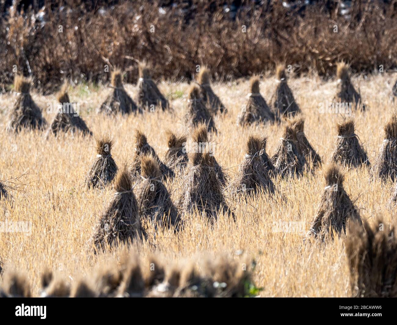 Stacked Rice Farm Harvested bundles of rice stalks sit clustered in a rice paddy on a ...