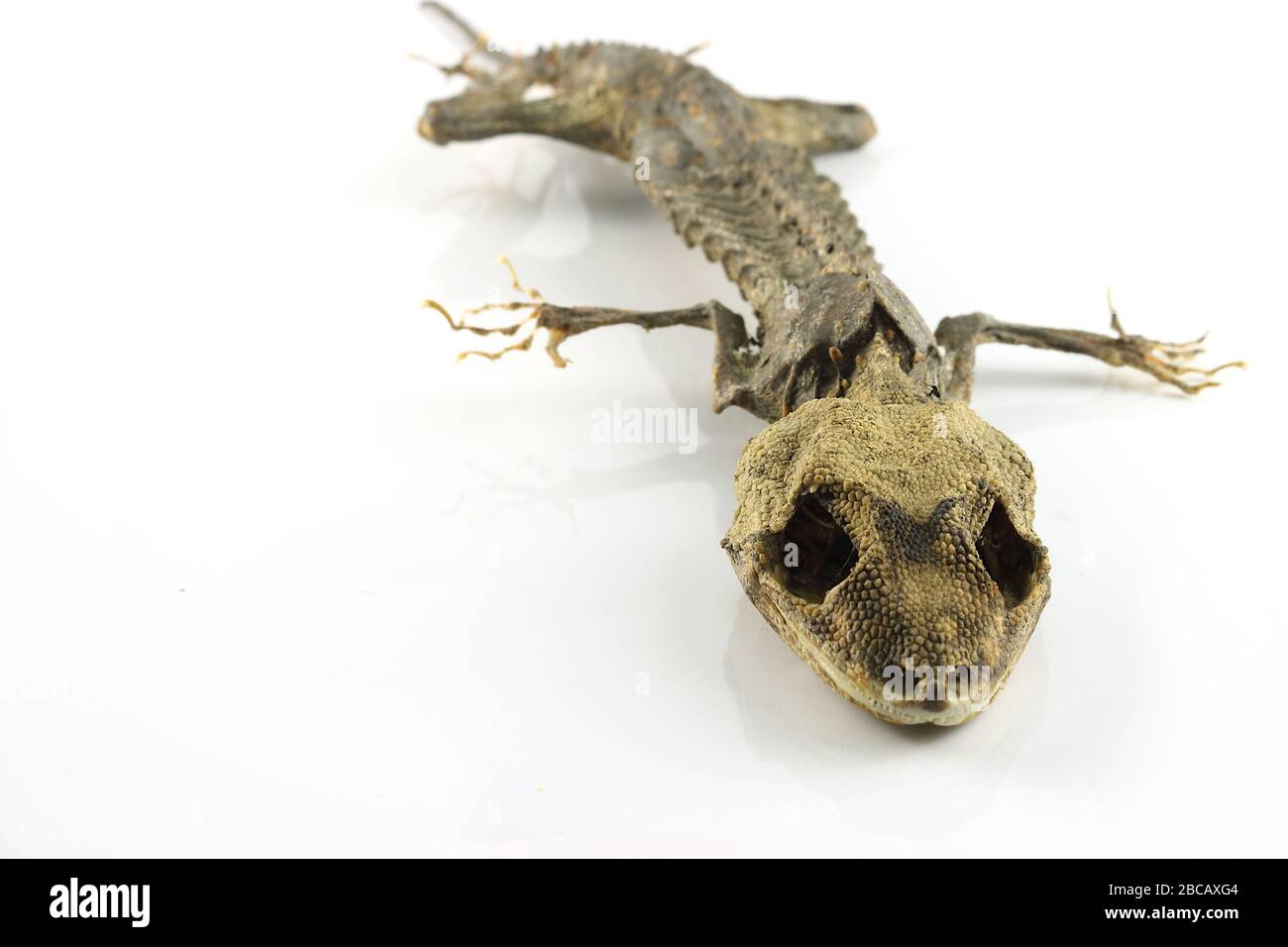 Dead gecko on white hi-res stock photography and images - Alamy