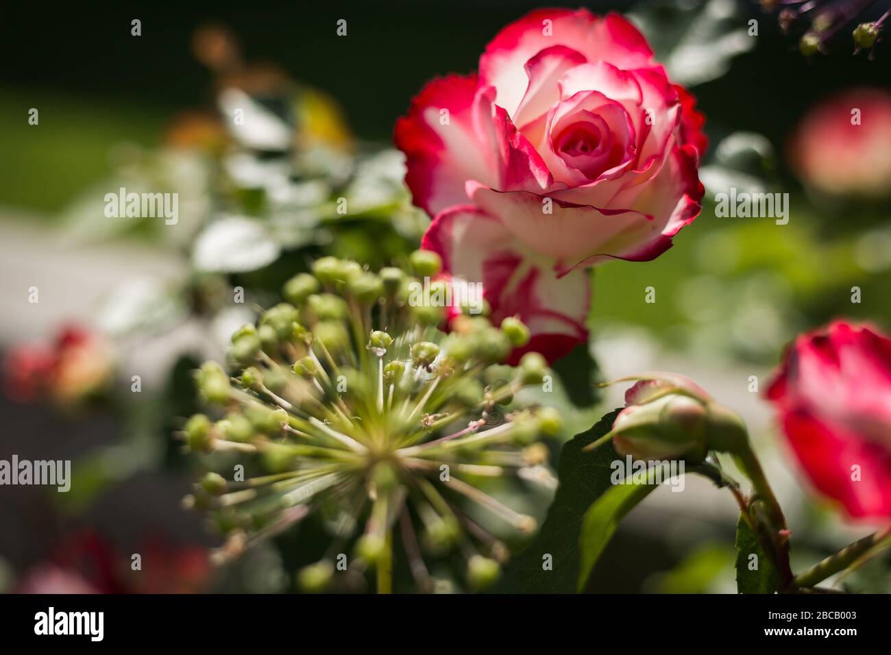 Spring Rclosed Rose Rose of the spring hi-res stock photography and images - Alamy