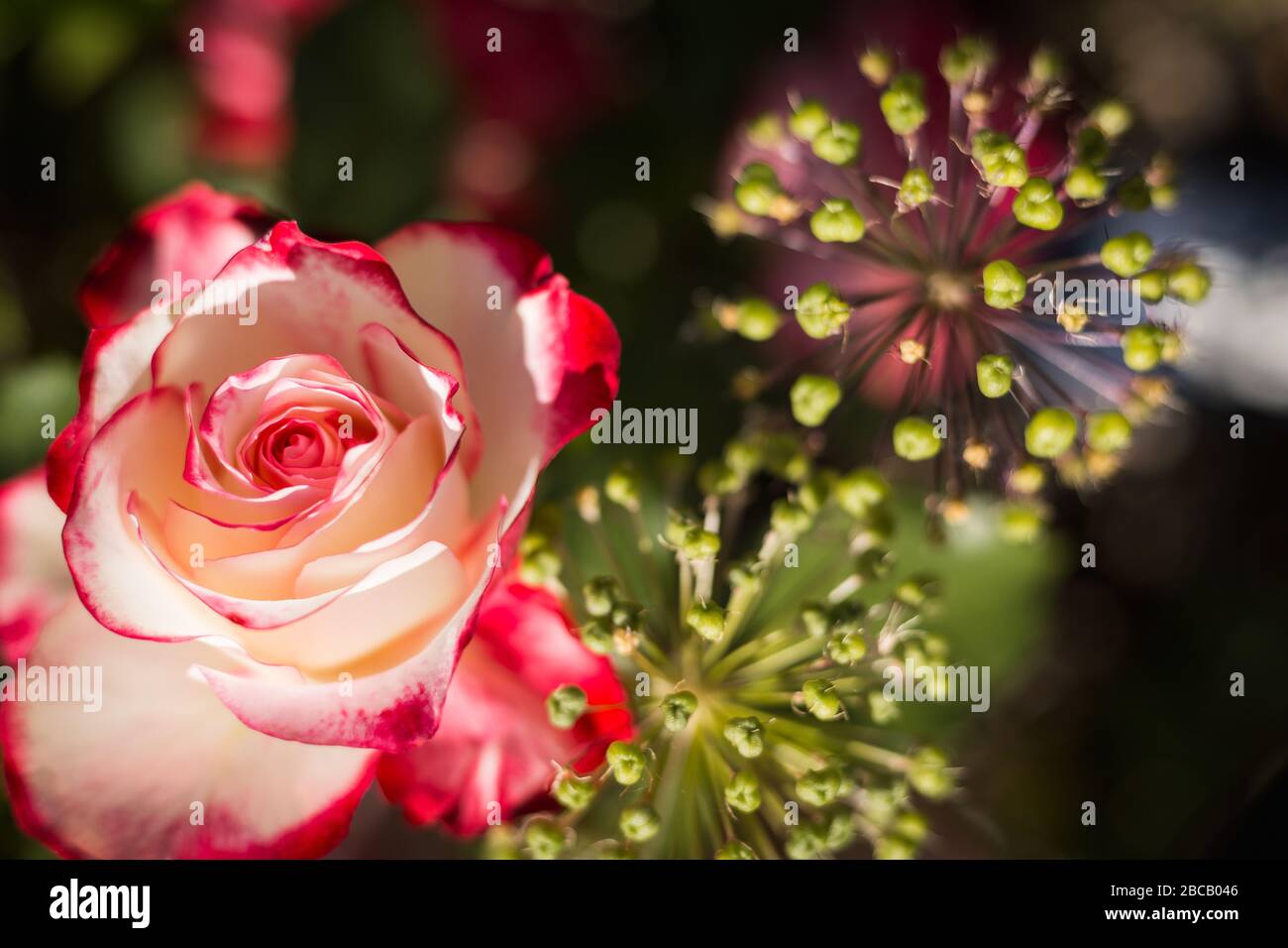 Spring Rclosed Rose Garden rose spring flowers hi-res stock photography and images - Alamy